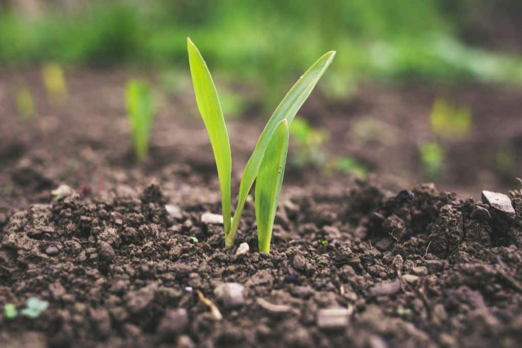 We Can’t Fix the Climate If We Keep Ignoring Soil