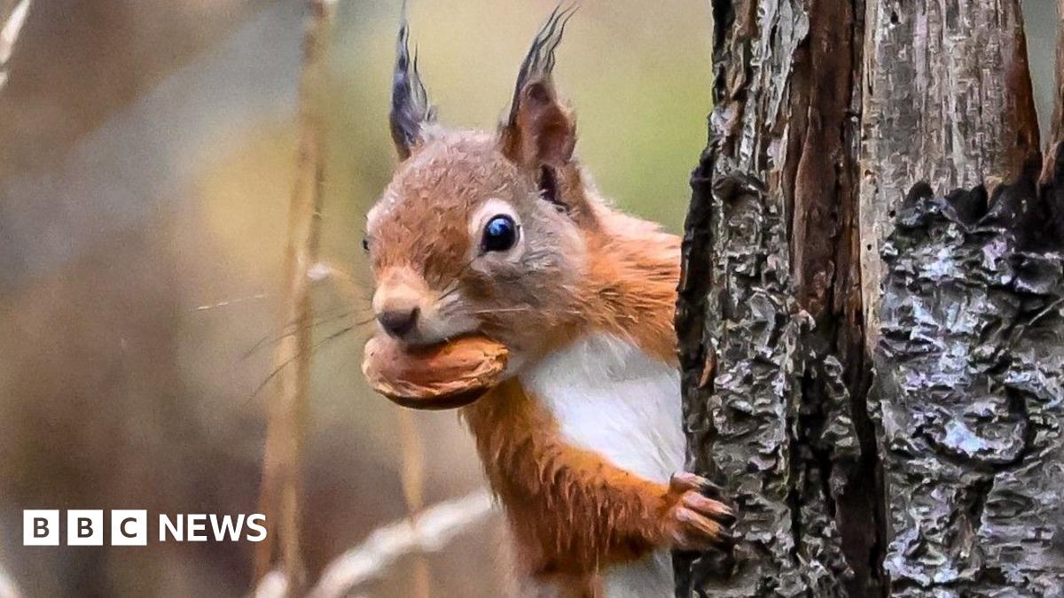 How 'citizen scientists' helped red squirrels return to Aberdeen [greys almost gone]