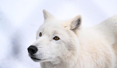 Wolves, long feared and reviled, may actually be lifesavers