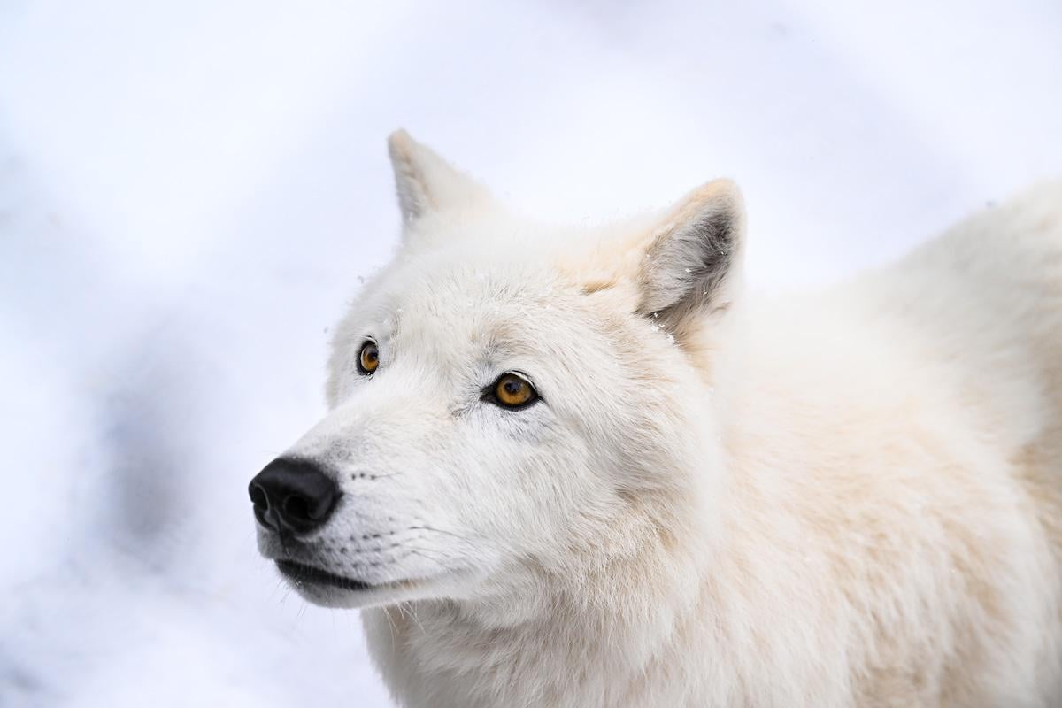 Wolves, long feared and reviled, may actually be lifesavers