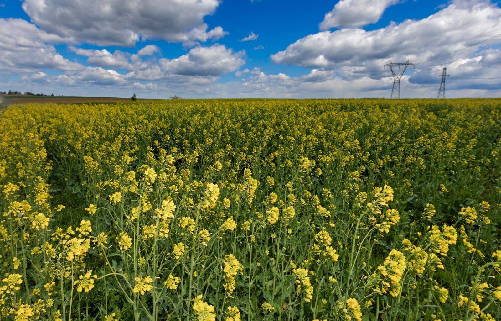Backed by the EU, Trakya Farmers Pioneer Climate-Resilient Agriculture