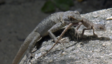 Why some animals eat their babies