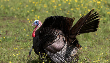 TWRA Accepting Applications for 2026 Spring Turkey Hunt Applications December 17th Through January 7th - Clarksville Online