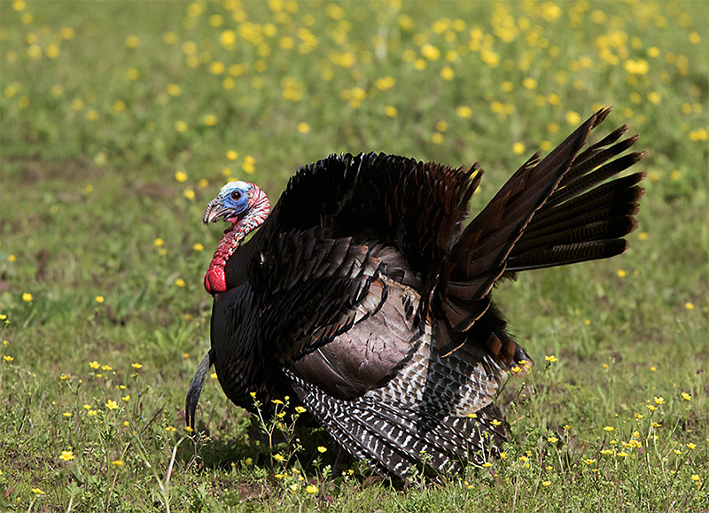 TWRA Accepting Applications for 2026 Spring Turkey Hunt Applications December 17th Through January 7th - Clarksville Online