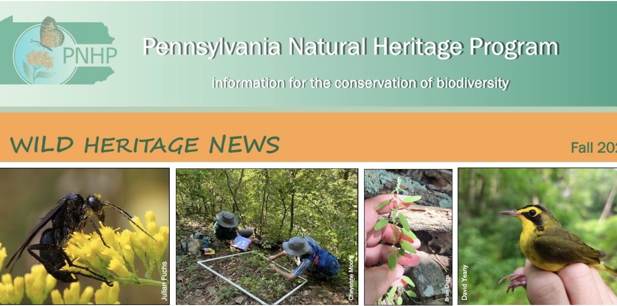 Reinvigorated PA Plant Conservation Alliance; Spider Wasps; Fogg's Goosefoot; Southern Pine Beetle Outbreak; Much More!