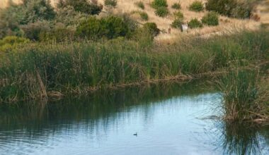 Save Cache Creek from mercury
