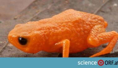 Orangefarbener Minifrosch in Brasilien entdeckt