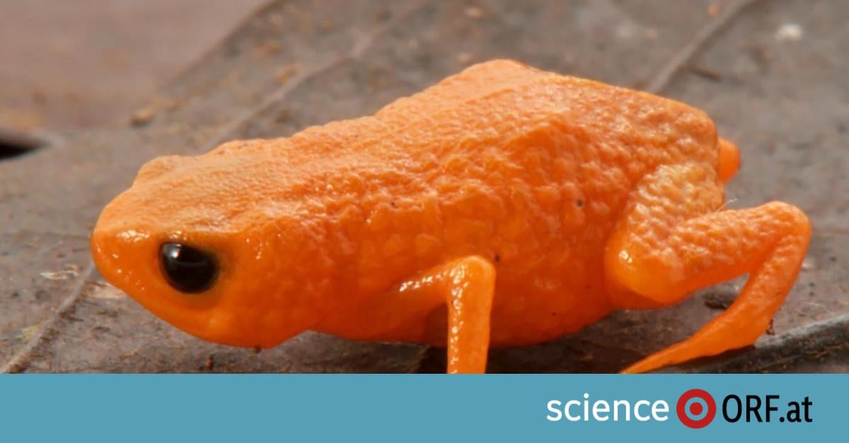 Orangefarbener Minifrosch in Brasilien entdeckt