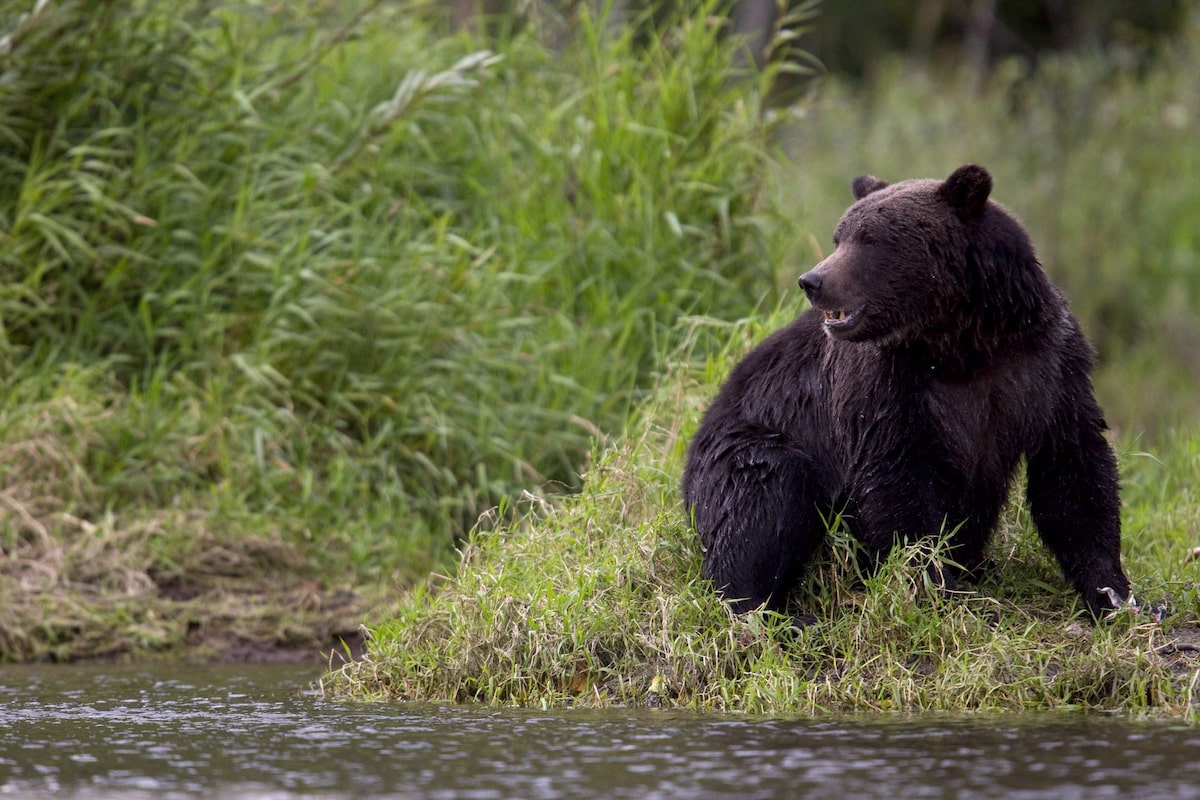 The grizzly hunt is no way to solve conflict between humans and bears
