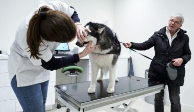 Toezichthouder ACM wil strengere regels voor dierenartsen vanwege hoge prijzen