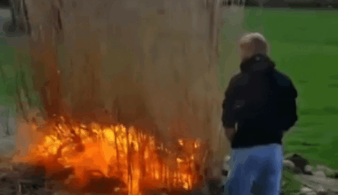 Endlich erfährt dieser Klassiker die ihm gebührende internationale Popularität