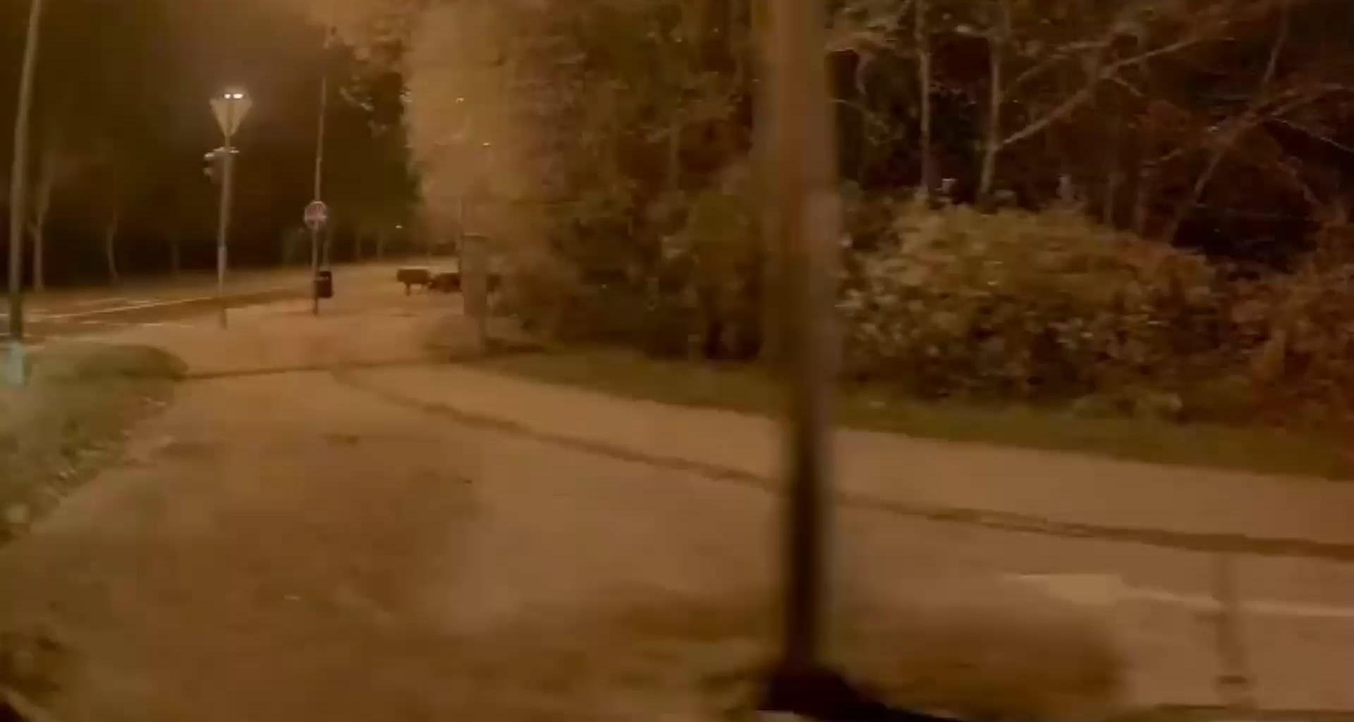 Divje svinje na Podutiku