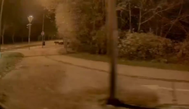 Divje svinje na Podutiku