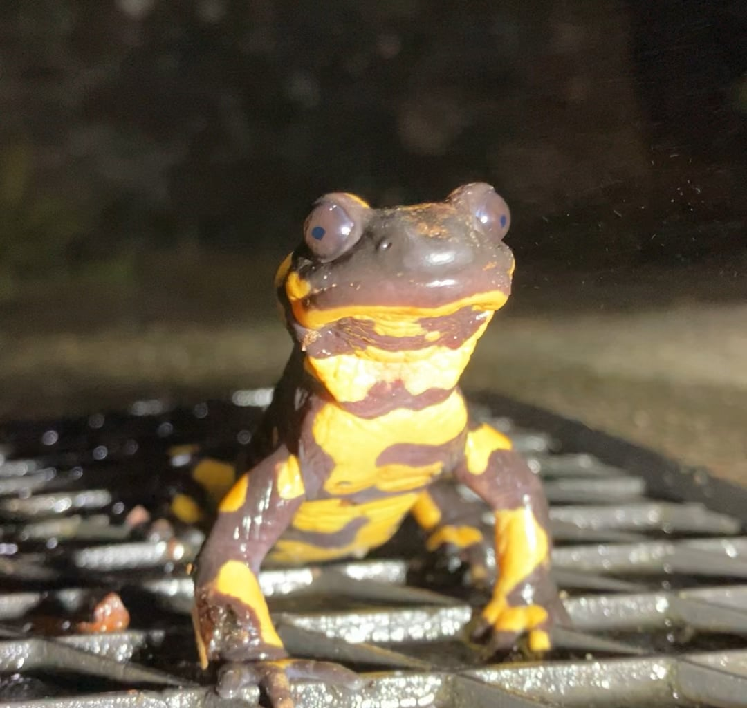 Fascinante como respiran 🫨