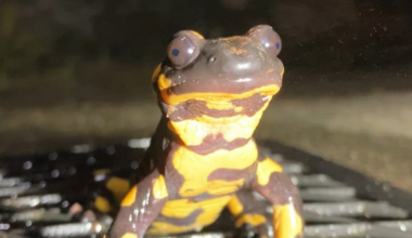 Fascinante como respiran 🫨