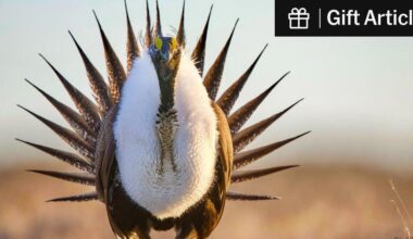 Trump Administration Loosens Protections for Iconic Greater Sage Grouse | The government moves to make it easier to drill, mine and graze on 50 million acres of land in the West.