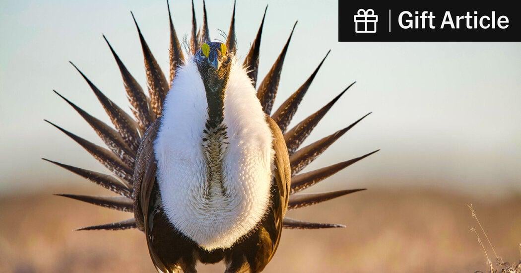 Trump Administration Loosens Protections for Iconic Greater Sage Grouse | The government moves to make it easier to drill, mine and graze on 50 million acres of land in the West.