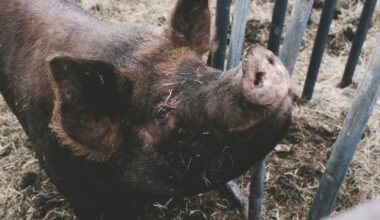African swine fever rips through Spain