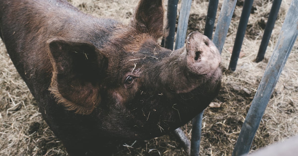 African swine fever rips through Spain