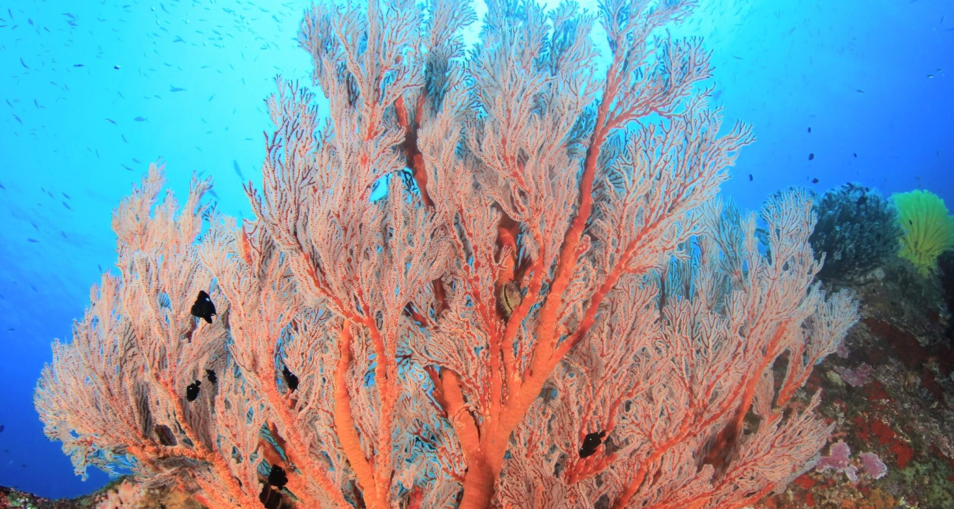 Coral reefs have regulated Earth's climate for millions of years