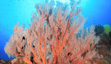 Coral reefs have regulated Earth's climate for millions of years