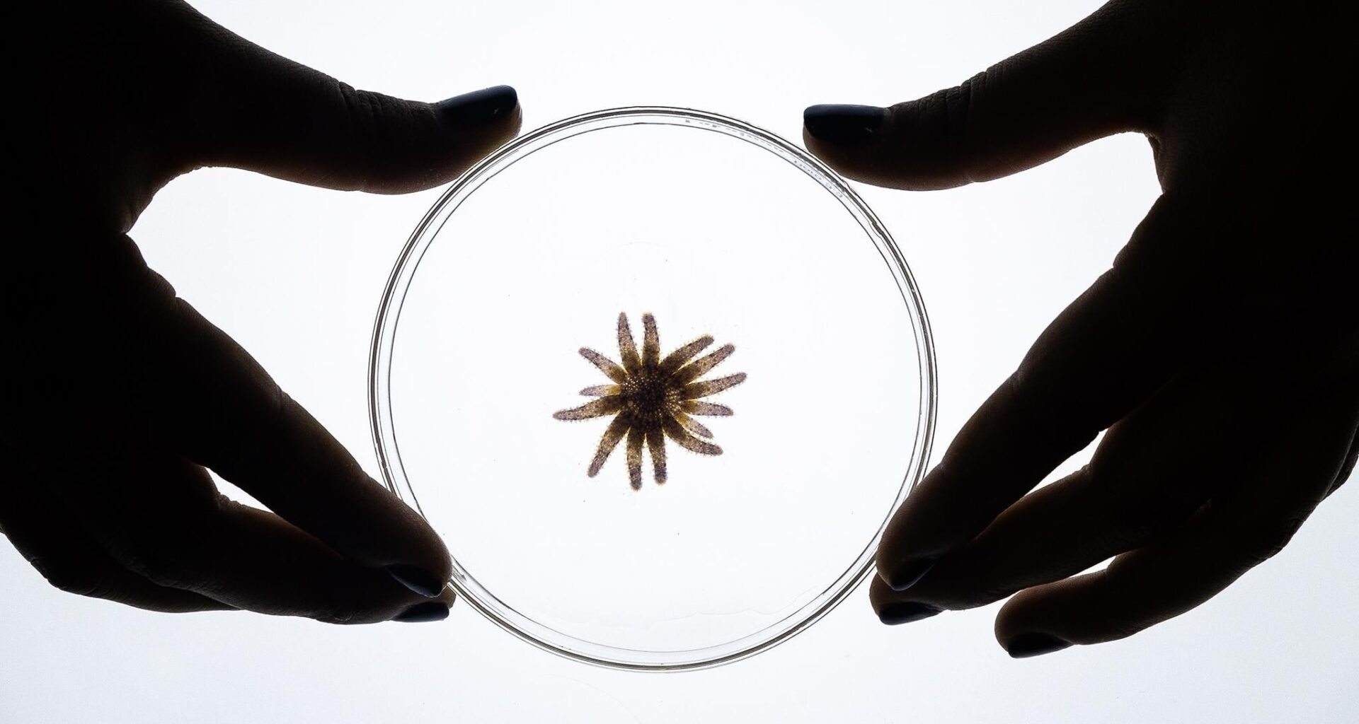 For the first time, scientists successfully released captive-bred sunflower stars into Monterey Bay to fight the kelp forest die-off.