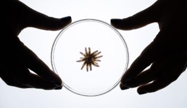 For the first time, scientists successfully released captive-bred sunflower stars into Monterey Bay to fight the kelp forest die-off.