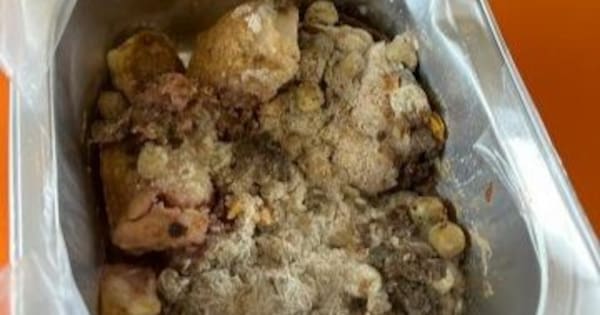 'Mouldy' lunches were likely left out at school for days – NZ Food Safety