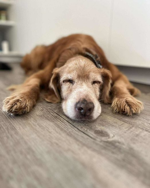 Lietuvą sujaudinęs šuo Gausas rado naujus namus: naujoji šeimininkė atskleidė, kaip sekasi (nuotr. facebook.com)