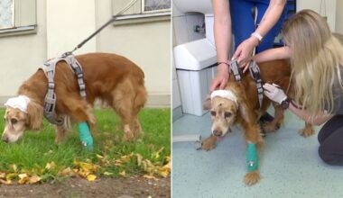 Nagrinėjama Lietuvą sujaudinusio šunelio Gauso byla: paviešintos nusikaltimo aplinkybės sukrečia