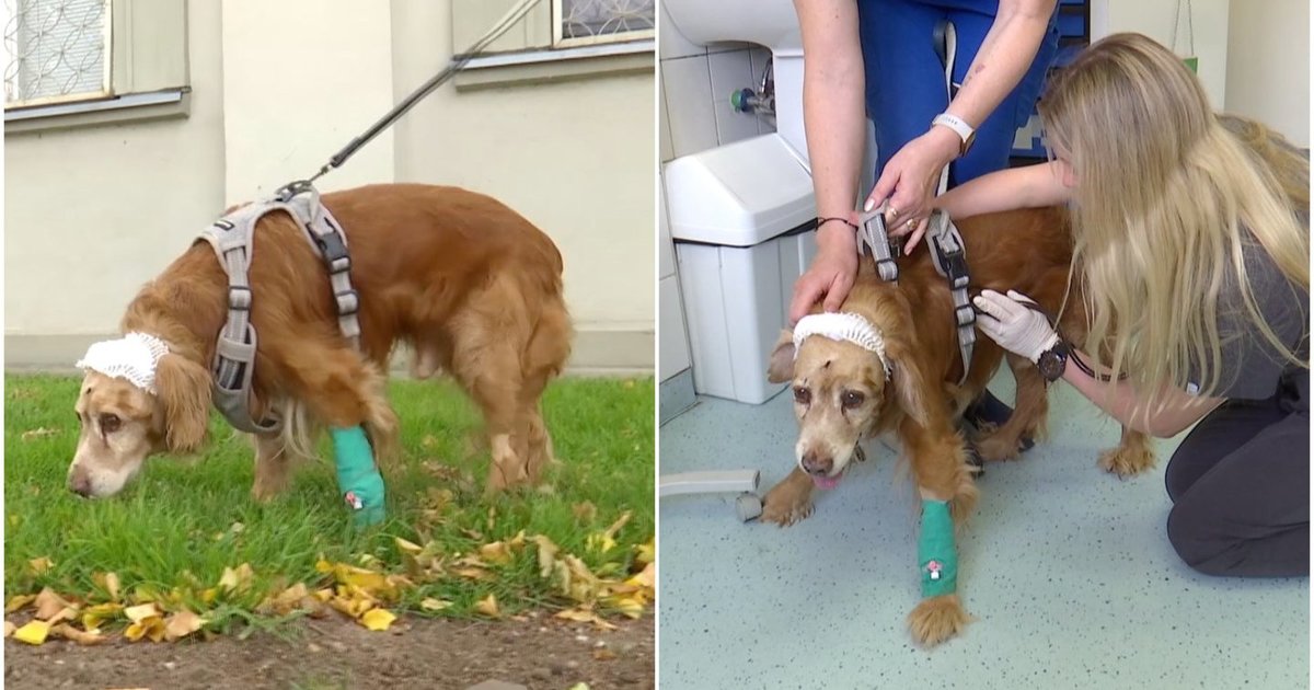 Nagrinėjama Lietuvą sujaudinusio šunelio Gauso byla: paviešintos nusikaltimo aplinkybės sukrečia