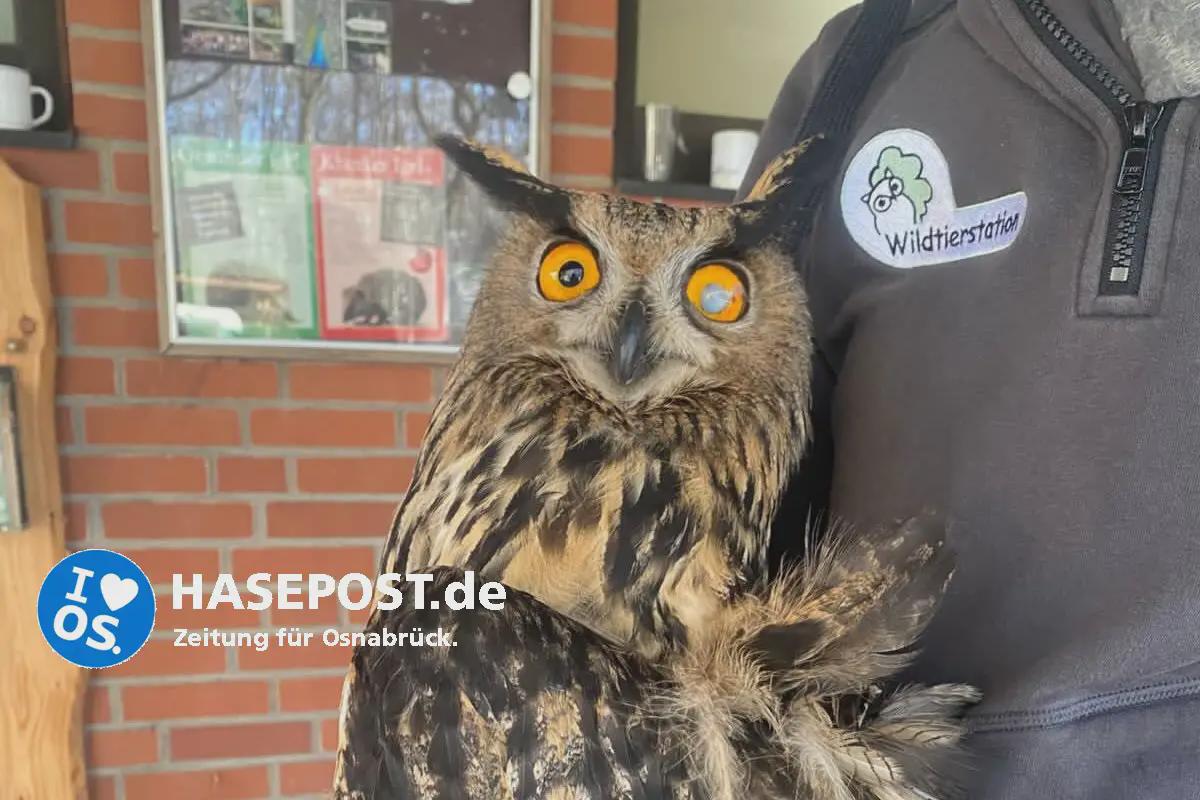 Schuhubert hinter Gittern – wie ein Uhu aus Bohmte Weihnachten bei der Polizei verbrachte