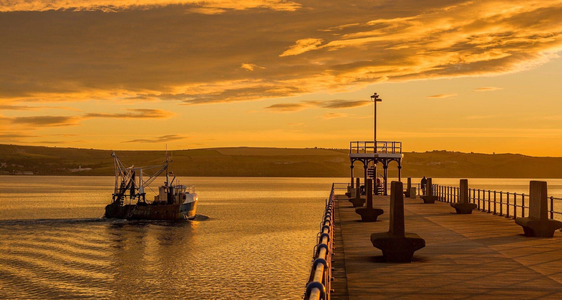 How the global fish trade is spreading 'forever chemicals' around the world