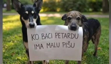 KDOR POKA PETARDE IMA MAJHEN LULČEK