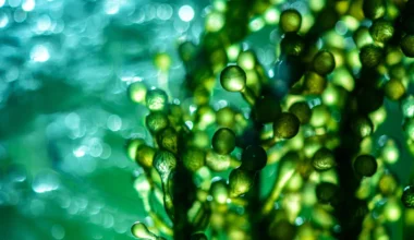 Microalgae: Researchers from Spain and Sweden Develop a Sustainable Solution to Clean Contaminated Waters