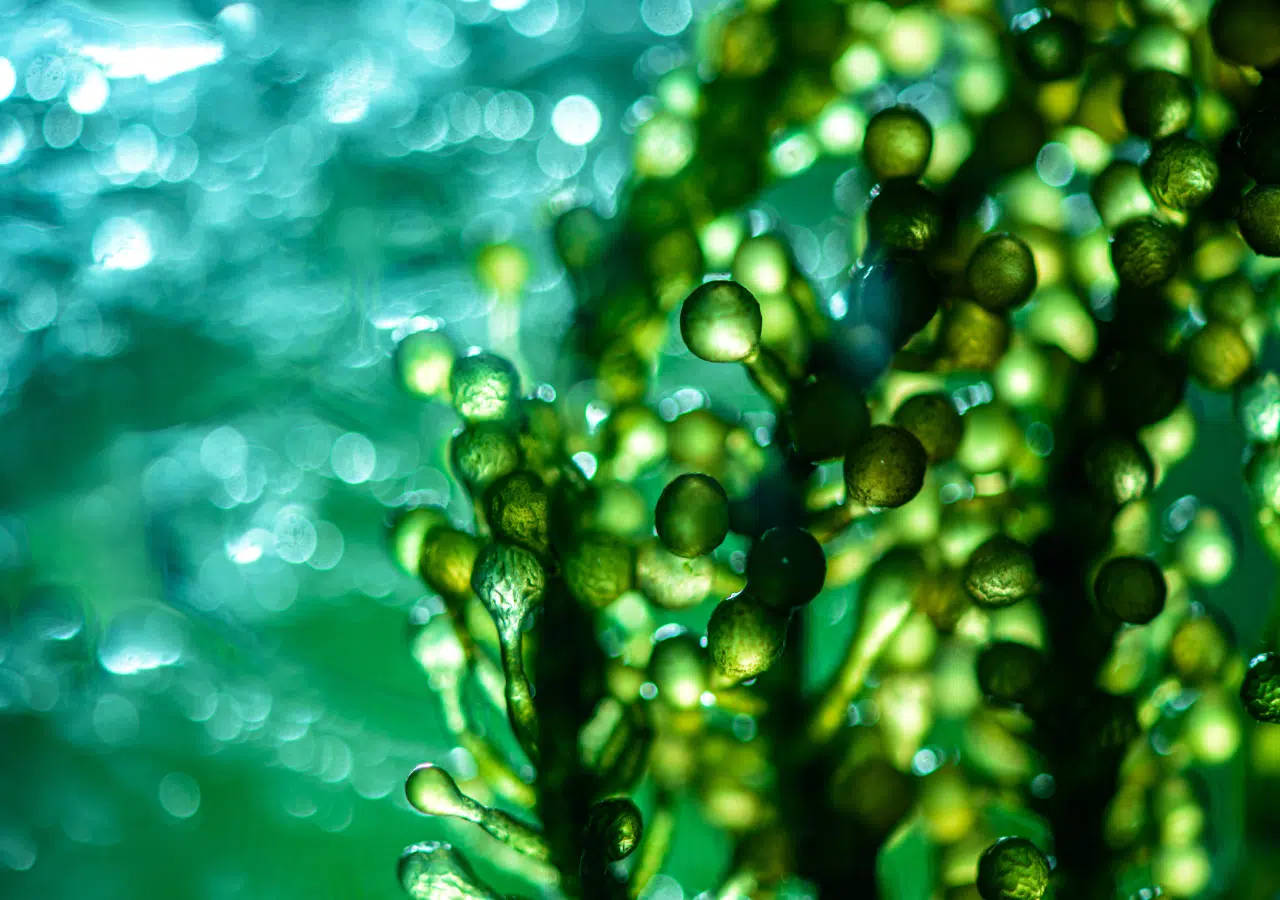 Microalgae: Researchers from Spain and Sweden Develop a Sustainable Solution to Clean Contaminated Waters