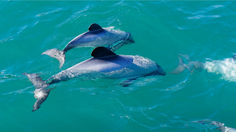 Curio Bay is famous for summer sightings of the rare and small Hector's dolphins.