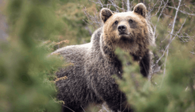 Bears in Italy inbreed more, but are less aggressive