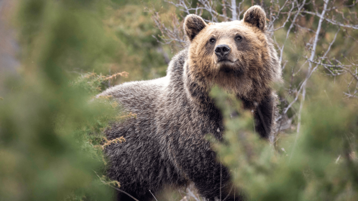 Bears in Italy inbreed more, but are less aggressive