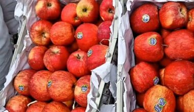 Apple growers warn low-duty New Zealand imports could hit local produce
