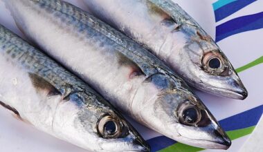 Iceland’s Mackerel Share Recognised For First Time 