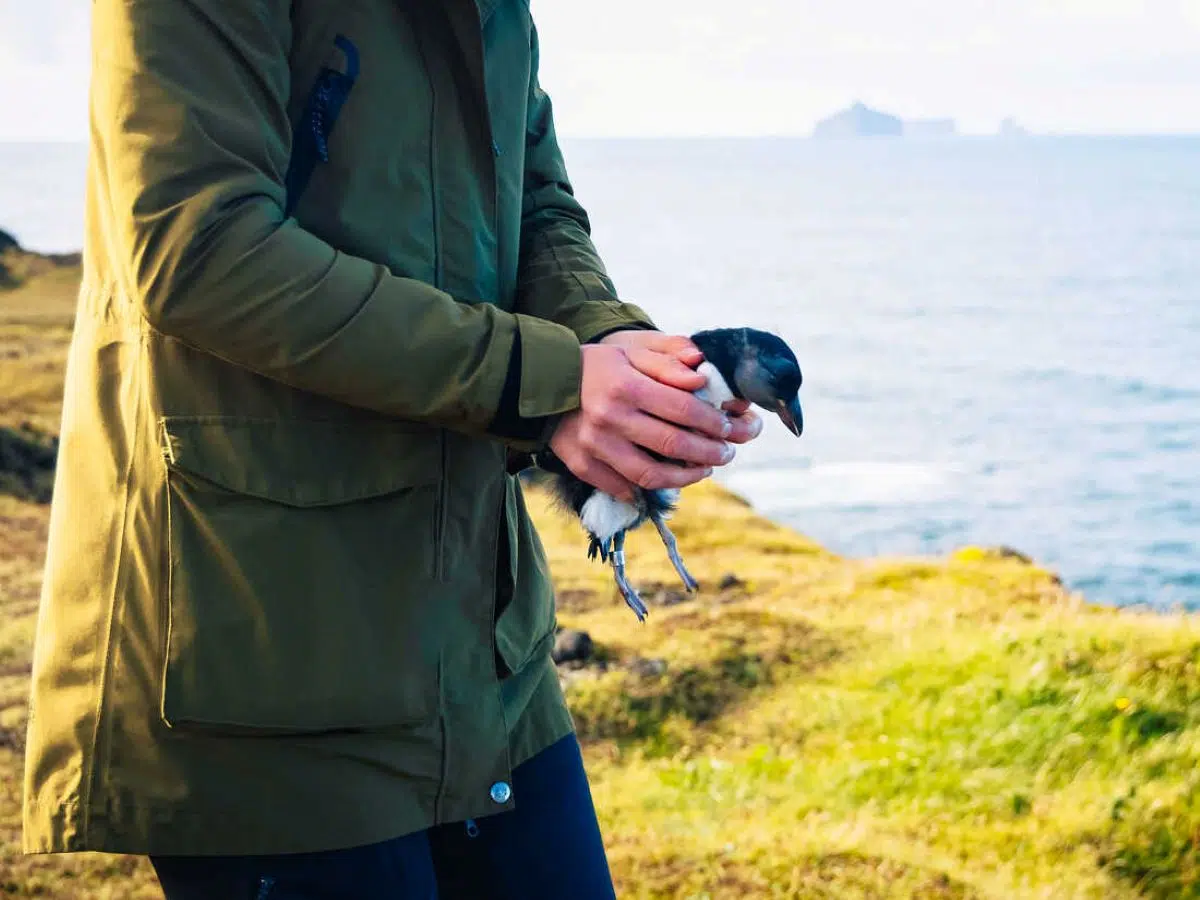 Iceland releases thousands of birds from cliffs every year: the unexpected tradition that saves them from certain death