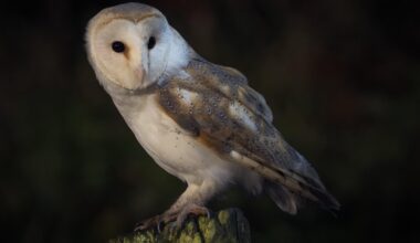 Irish Barn Owl