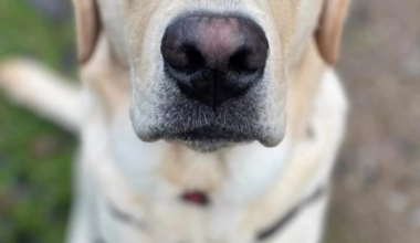 Meet Freddie, the Medical Alert Assistance Dog trainee named by Queen Camilla, the organisation’s patron