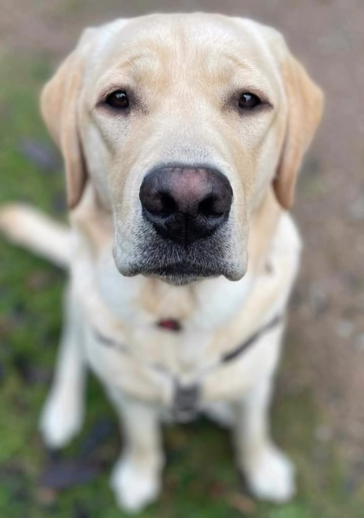 Meet Freddie, the Medical Alert Assistance Dog trainee named by Queen Camilla, the organisation’s patron