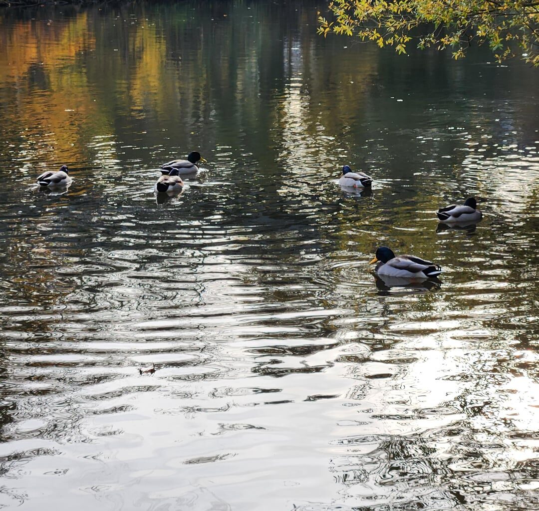 Habe Wasservögel gestalkt
