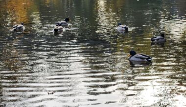 Habe Wasservögel gestalkt