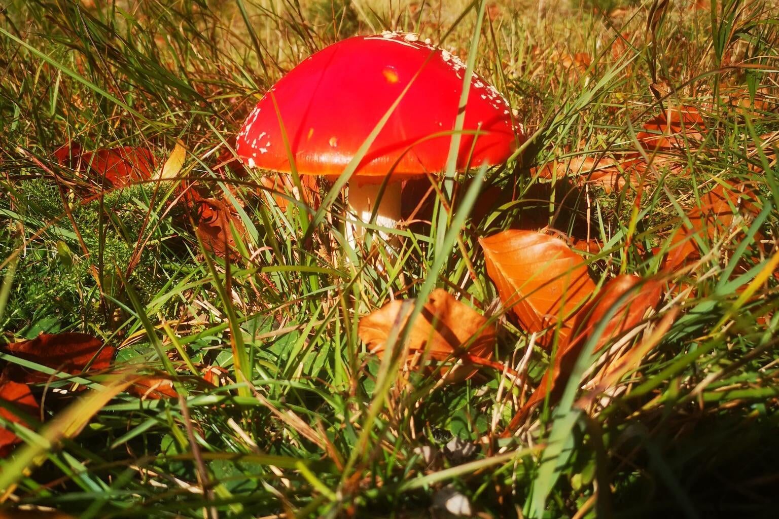 Herbsterinnerung🍁