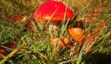 Herbsterinnerung🍁