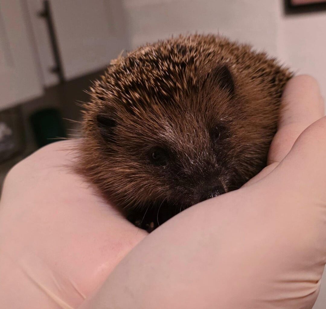 Igor der Igel mit 320g gefunden